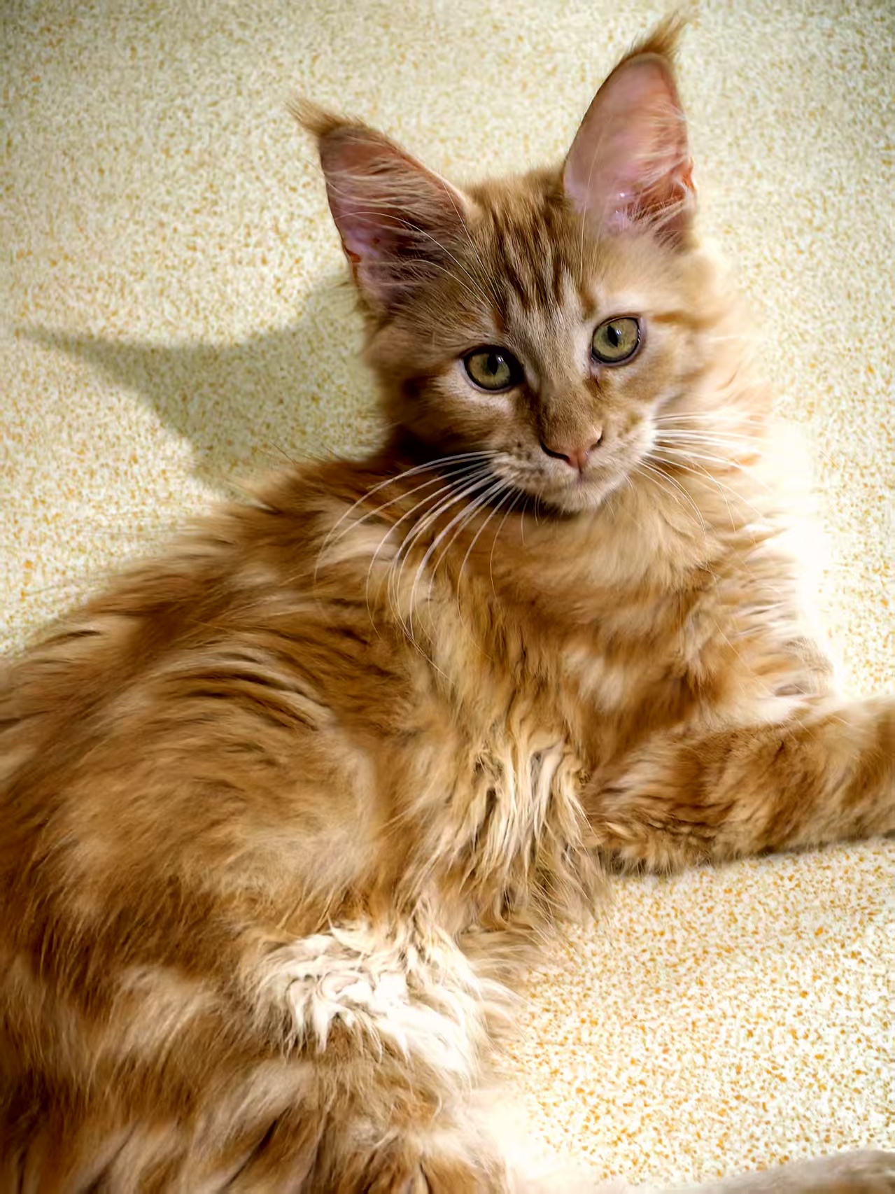 缅因猫 红虎妹妹
